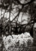Baby, Branches &a...