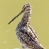 © Leslie J. Morris PhotoID # 14104021: Wilson's Snipe