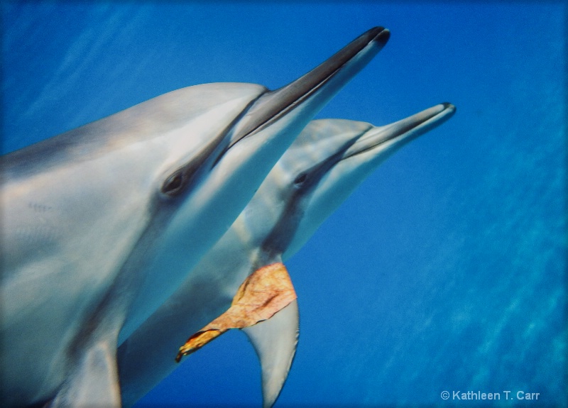 Dolphin Pair and Leaf 