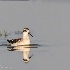 © Leslie J. Morris PhotoID # 14104901: Red-necked Phalarope