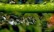 Splashes