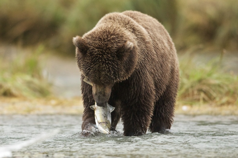 Bear Gets Salmon - ID: 14105841 © Kitty R. Kono