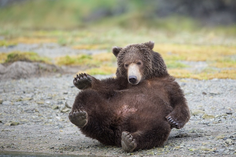Bear Sit Up