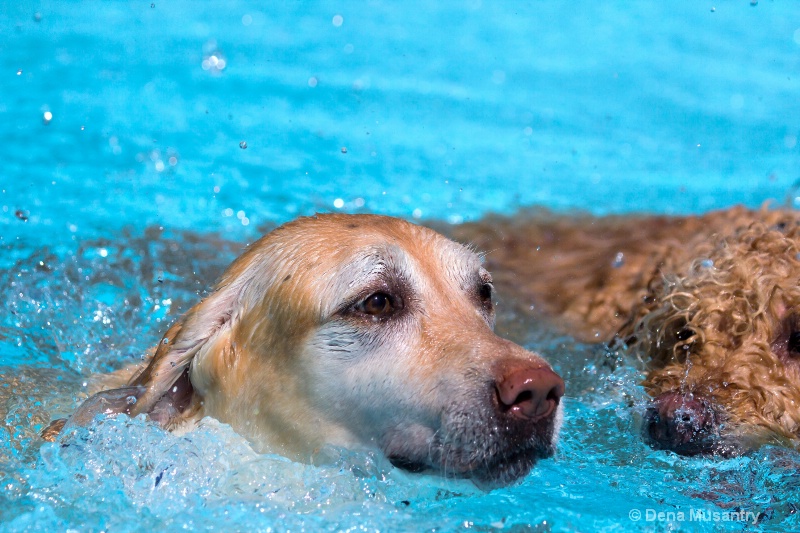 Doggie Swim