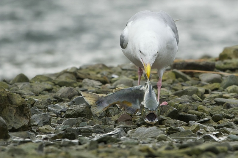 Seagull Plucks Salmon Right Out of Stream - ID: 14105890 © Kitty R. Kono