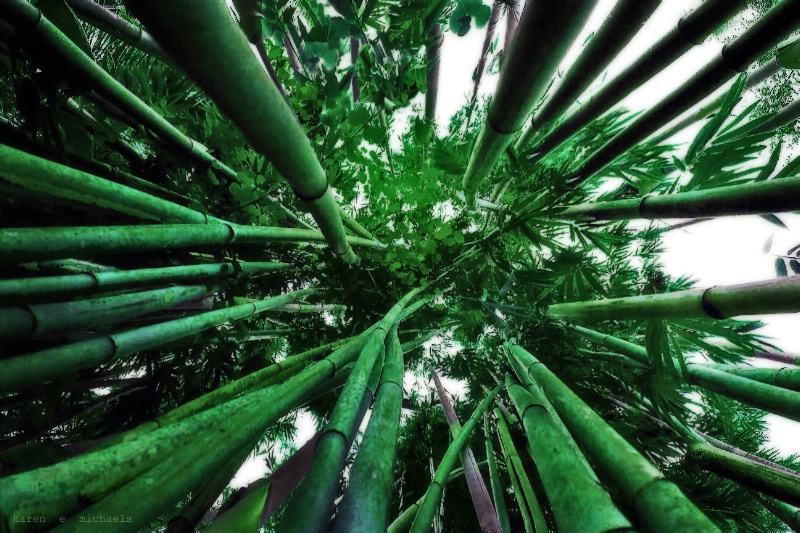 bamboo green - ID: 14105992 © Karen E. Michaels