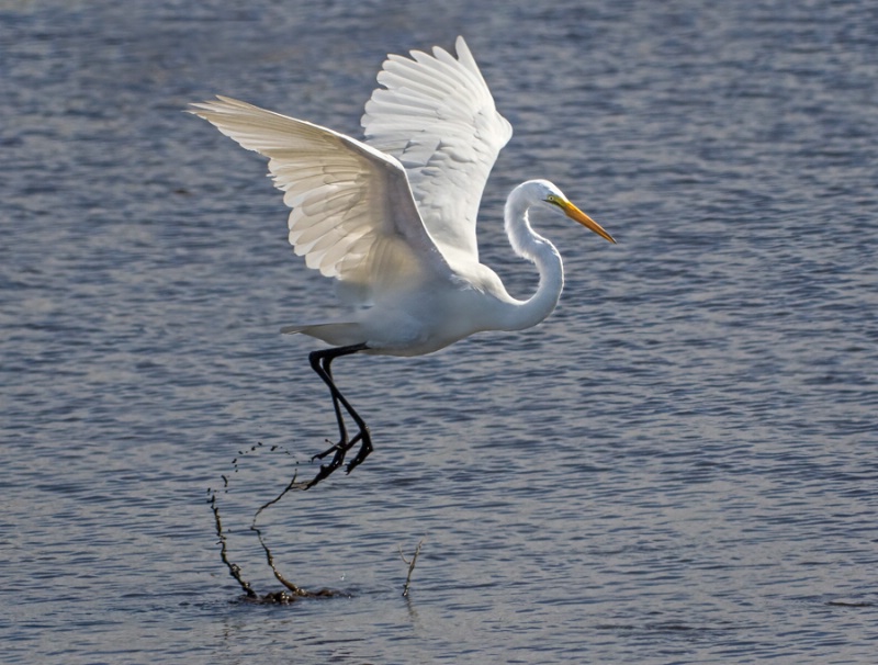 Egret Leap