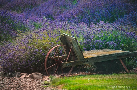 Lavender field in Olympic Peninsula, Washington.