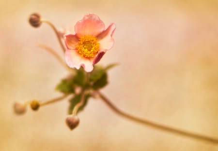 Japanese Anemone