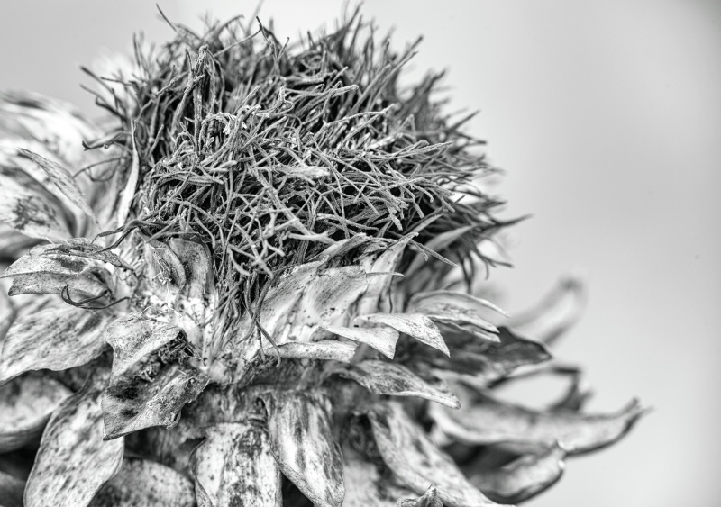 Cropped Artichoke flower