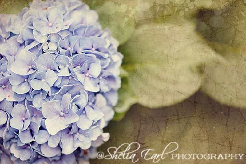 Blue Hydrangea - ID: 14109227 © Shelia Earl