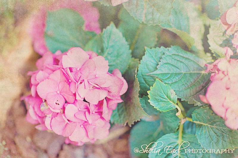 Pink Hydrangea - ID: 14109240 © Shelia Earl
