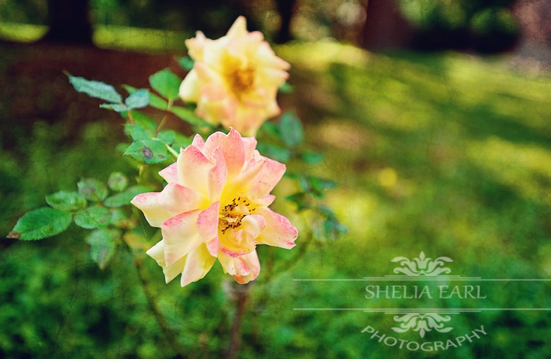 Peace Rose - ID: 14109241 © Shelia Earl