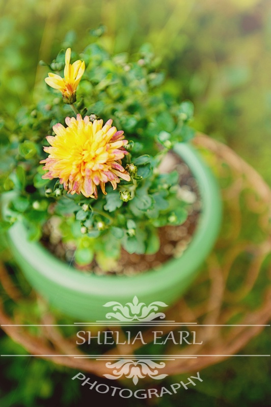 Yellow Flower in Pot - ID: 14109242 © Shelia Earl