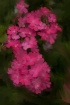 Red Florets