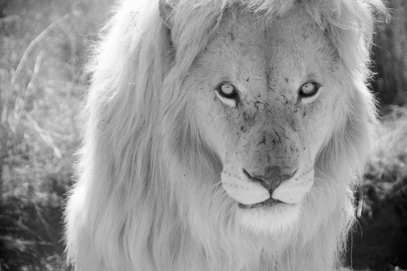 Male white lion in Black and White