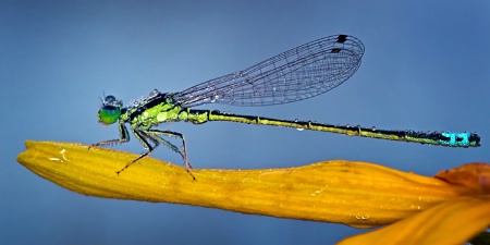 Dewy Damselfly