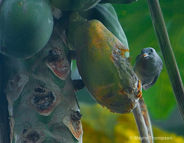  Bird in the Papaya Tree