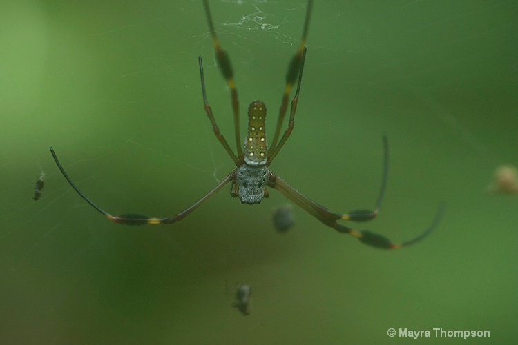 Spider - ID: 14114027 © Mayra Thompson