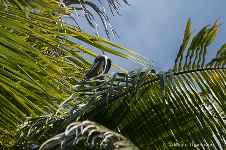 Pelican in the Tree