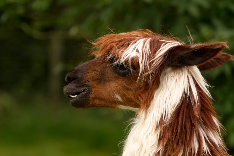 do you think I need a haircut? why?