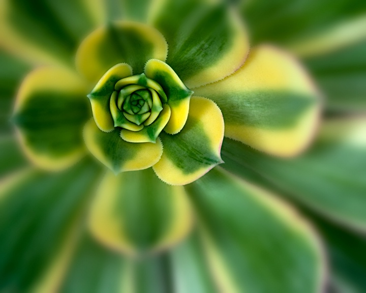 Succulent