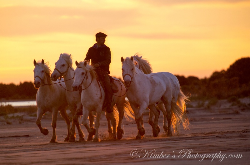 Sunrise in Their Tails