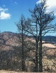 Waldo Canyon Fire...