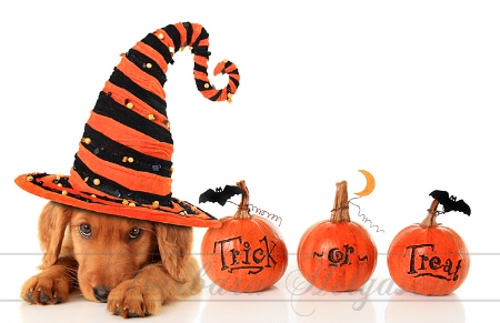Trick or treat puppy