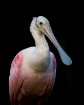 Spoonbill Portrai...