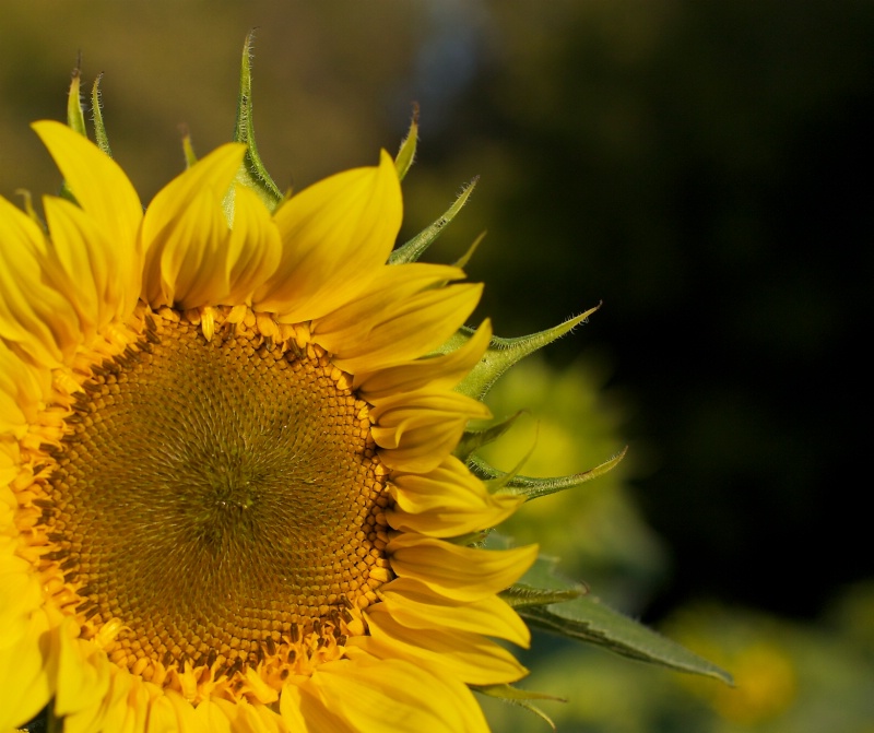 Sunflower, after