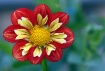 Petal Perfect