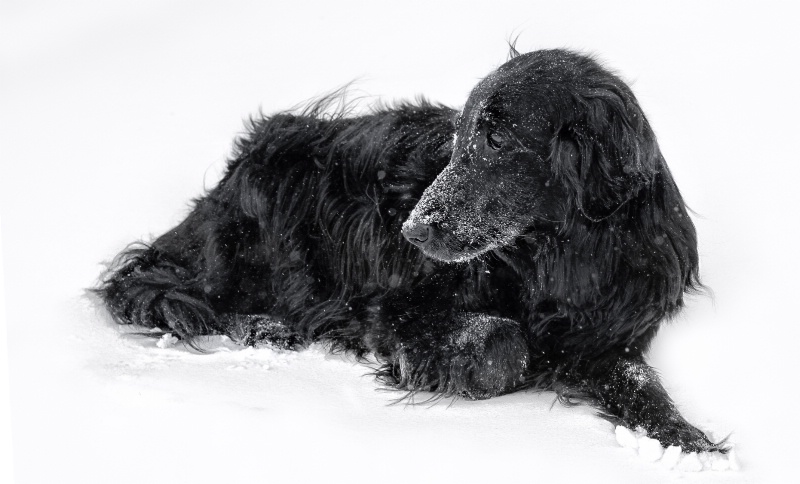 Black dog white snow