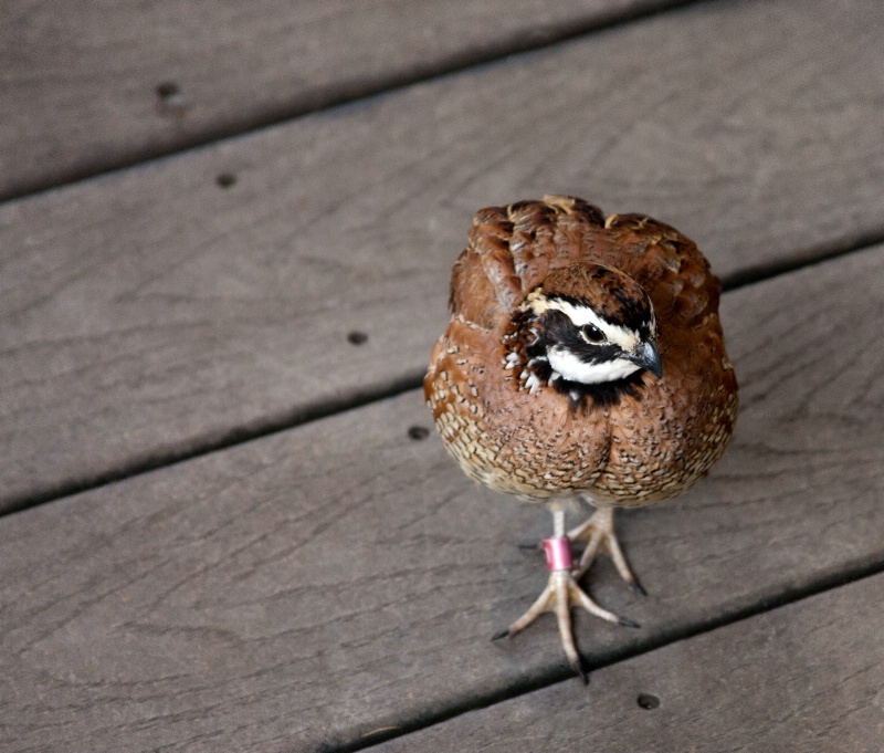 Boardwalk Beauty