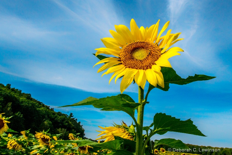 Giant Sunflower - ID: 14119444 © Deborah C. Lewinson