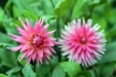 Dahlia Duo