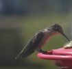 Hummingbird Macro...