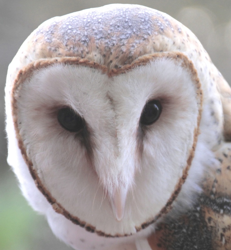Barn Owl (re-edited)