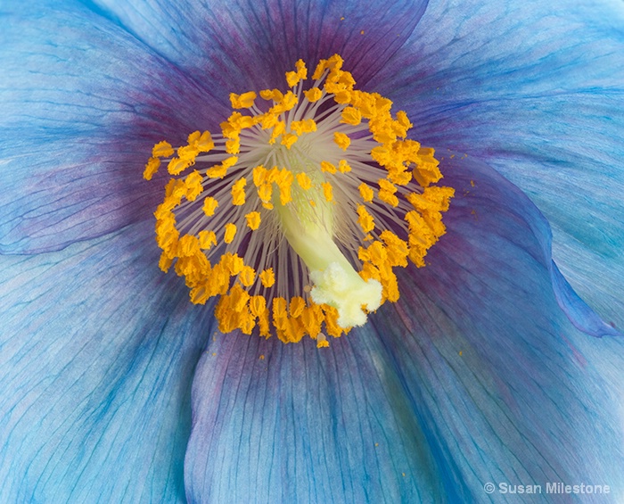 Blue Poppy 3557 - ID: 14121524 © Susan Milestone