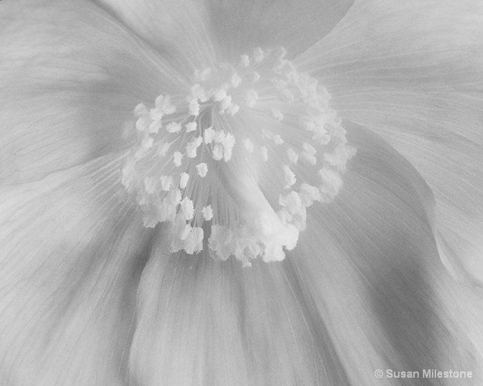 Blue Poppy Infrared 7240 - ID: 14121525 © Susan Milestone
