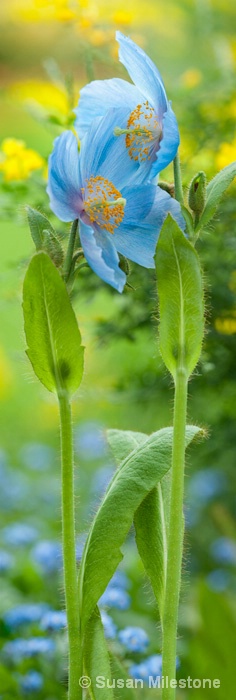 Blue Poppies - ID: 14121526 © Susan Milestone
