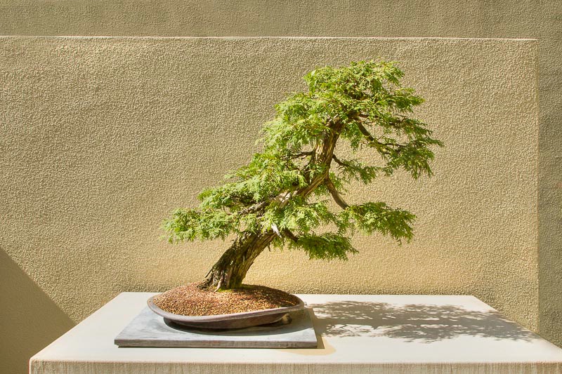 Sunshine Cedar - ID: 14121617 © Marilyn Cornwell