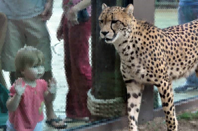 Watching the Cheetah