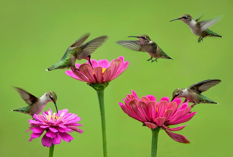 Hummer Frenzy