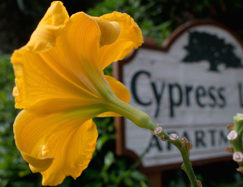Cypress Lily