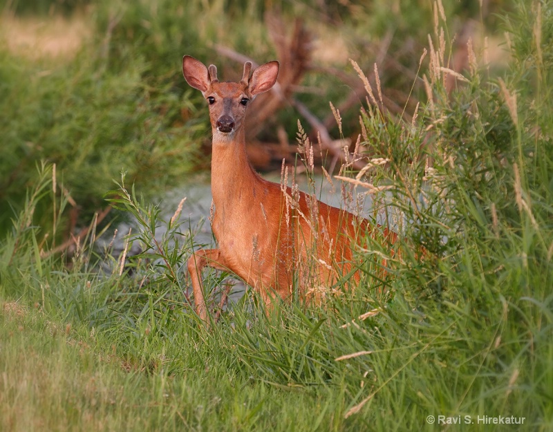 Whitetail Deer - ID: 14122935 © Ravi S. Hirekatur