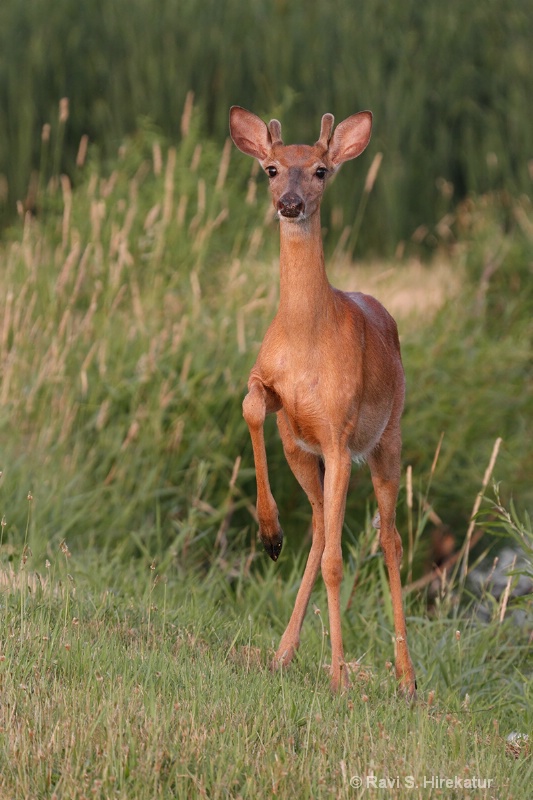 Whitetail Deer - ID: 14122936 © Ravi S. Hirekatur