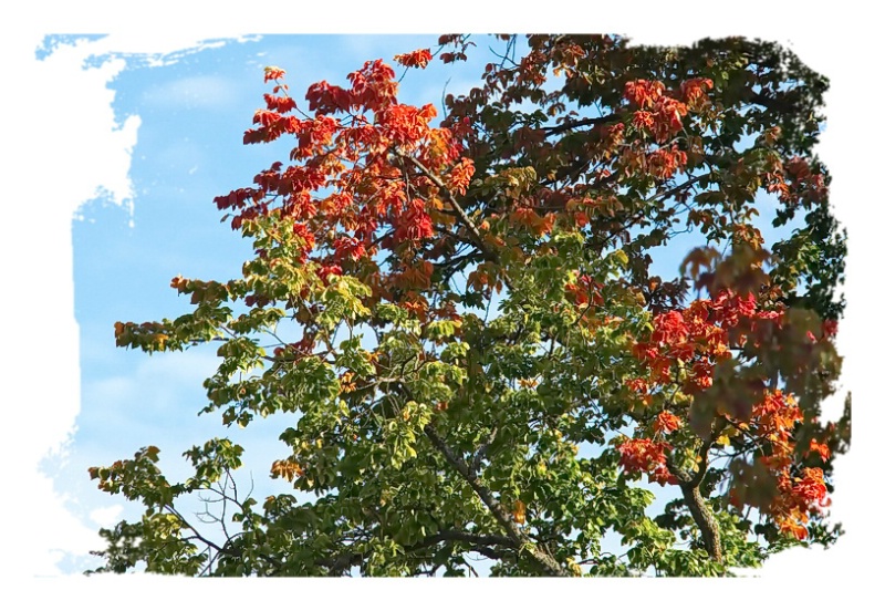 Colours of Autumn - ID: 14122994 © Malcolm Mac Bride