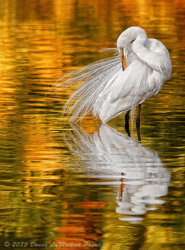 On Golden Pond 