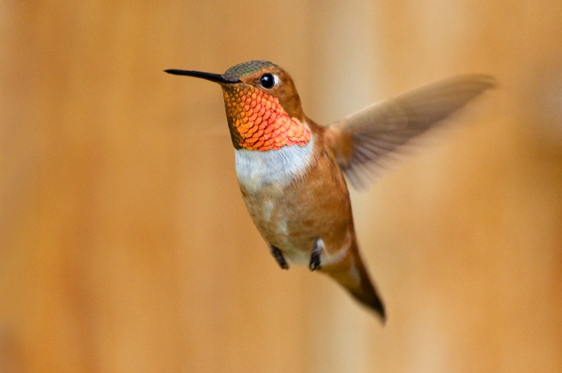 Hovering Rufous